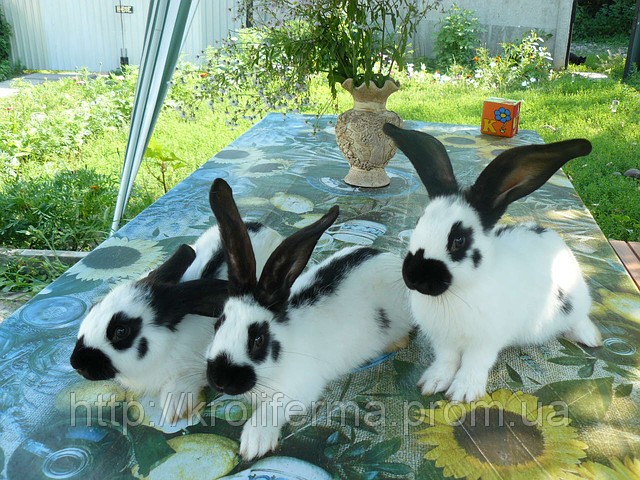 Німецький строкатий велетень (2-3 міс.)