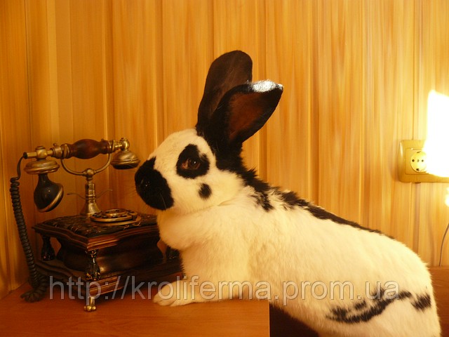 Німецький строкатий велетень (3-4 міс.)