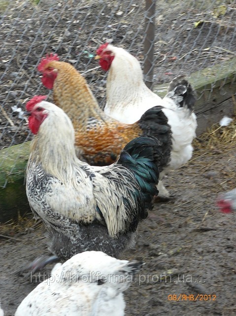 Півні Брама