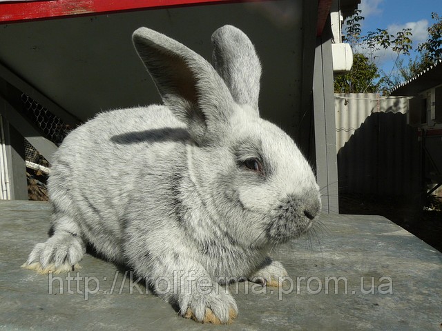 Велике Світле Срібло