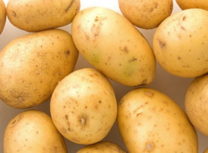 Вирощування картоплі за голландською технологією