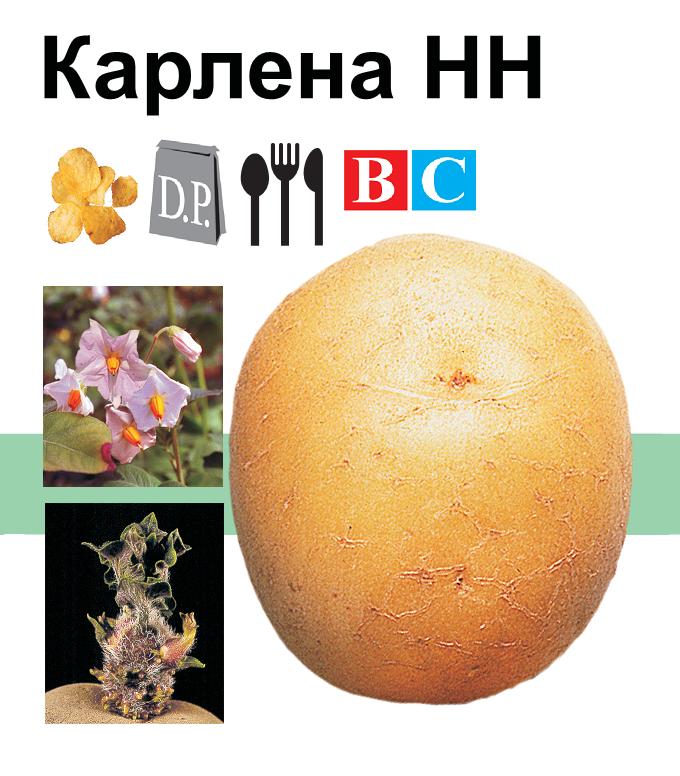 Насіннєва картопля Карлена