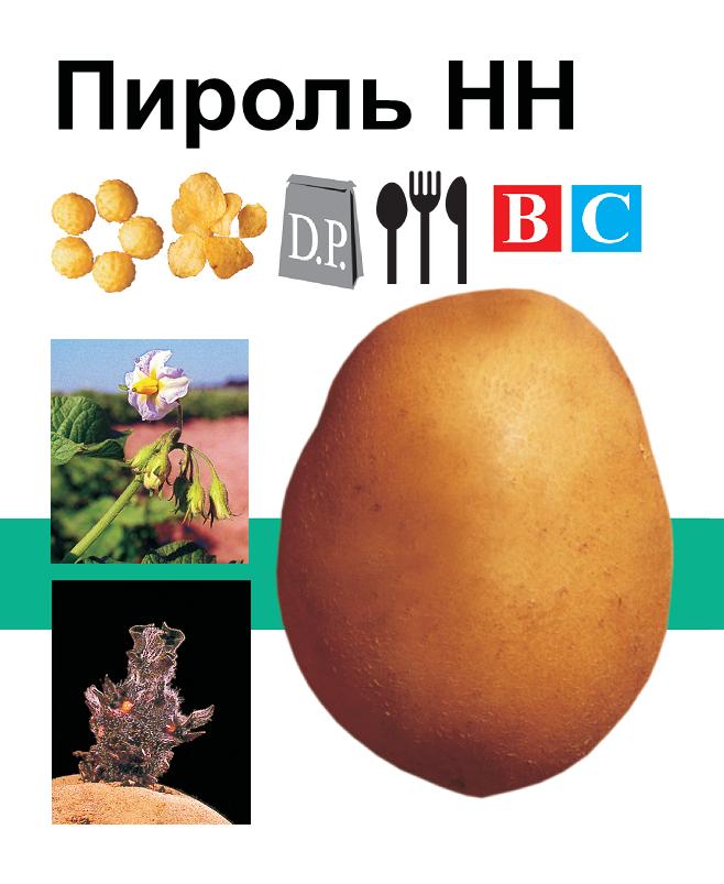 Насіннєва картопля Піроль