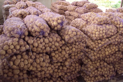 Картопля товарна