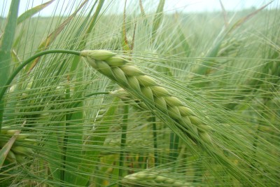 Зернові культури