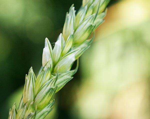 Озима пшениця Славна - супер еліта