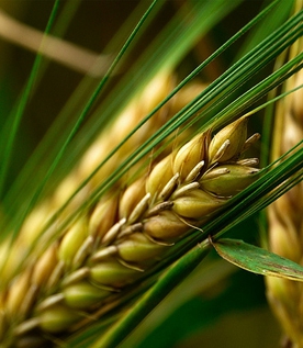 Озимий ячмінь Луран - І репродукція