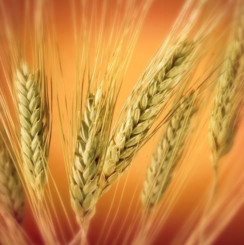 Озима пшениця Новокиївська - супер еліта