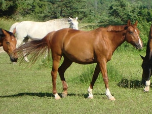 Ветеринарія, дезінфекція