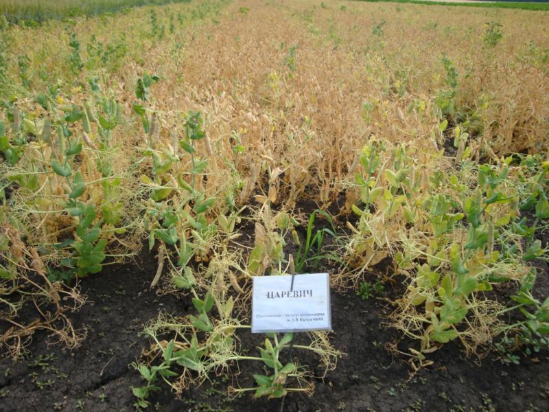 Горох Царевич