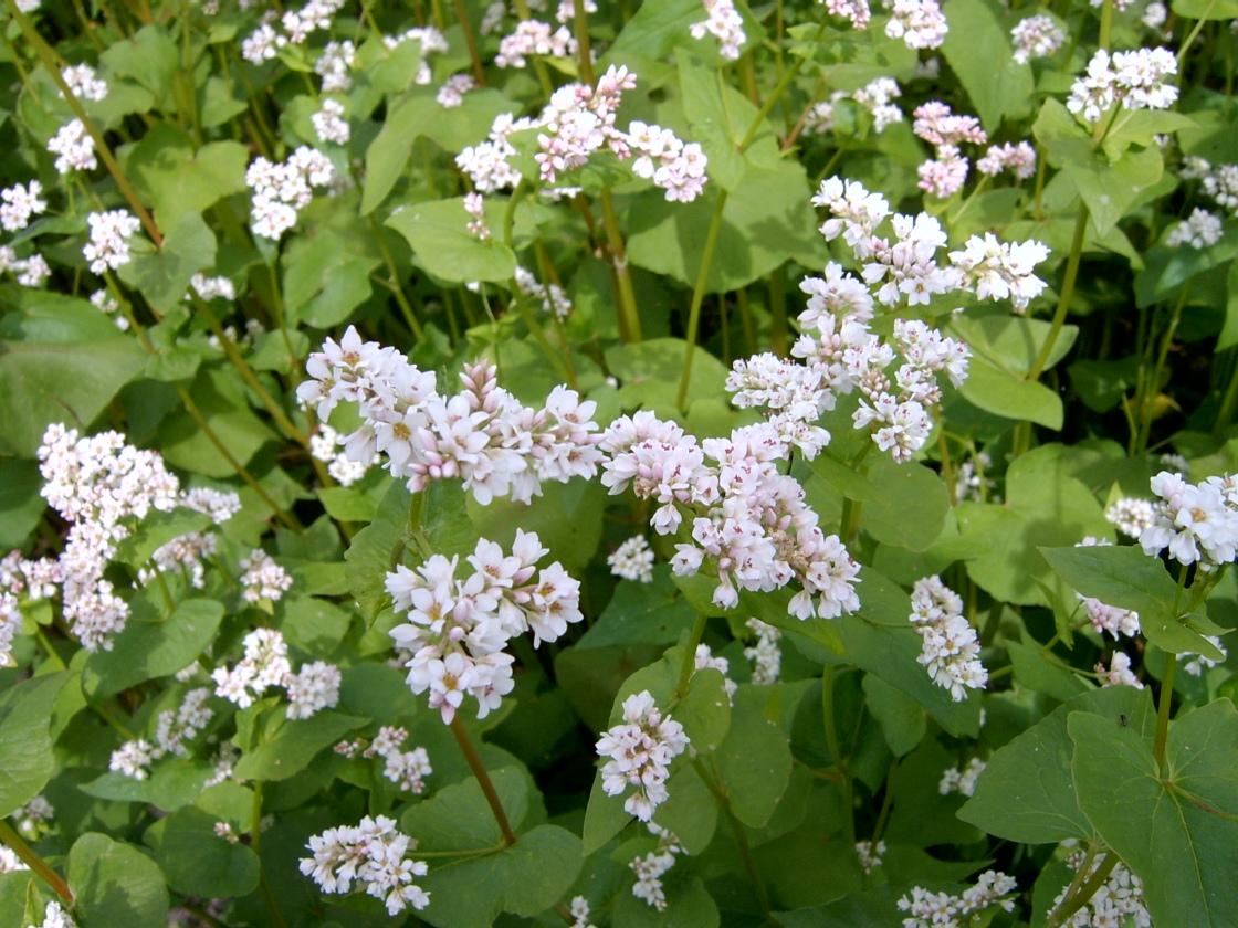 Гречка Крупинка