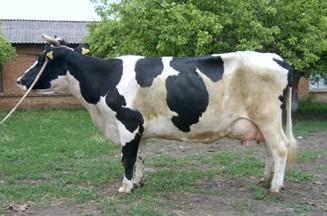 Корова Українська чорно-ряба молочна