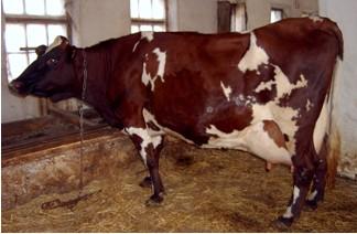 Корова Українська червона молочна