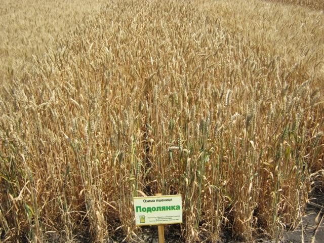 Озима пшениця Подолянка