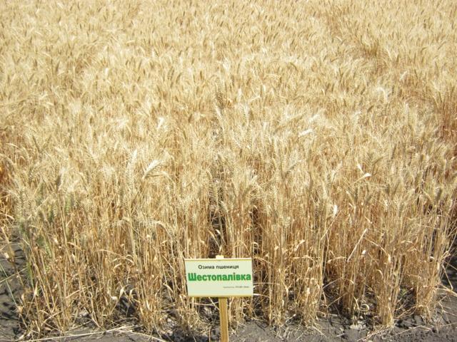 Озима пшениця Шестопалівка