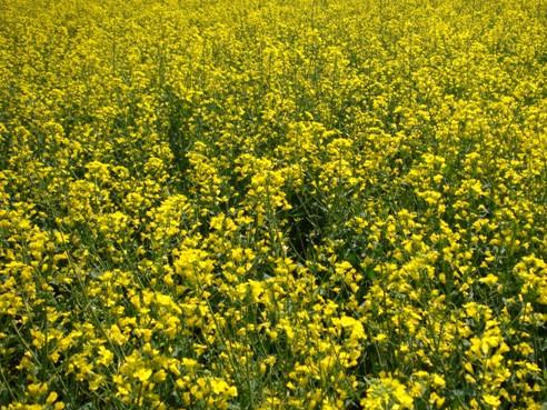 Озимий ріпак Сенатор Люкс