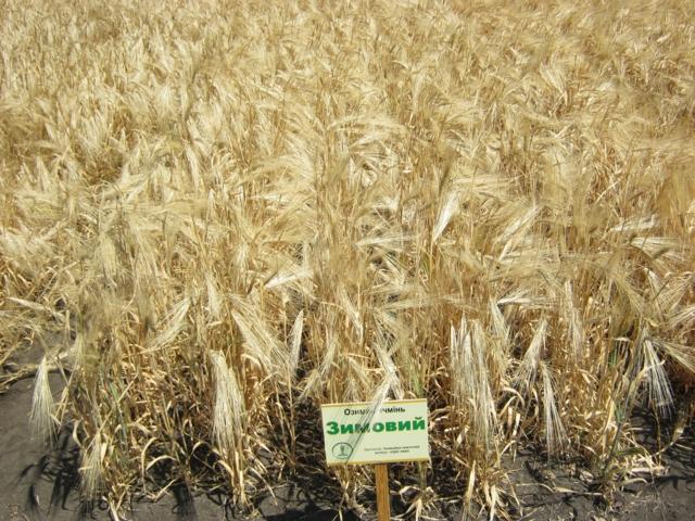 Озимий ячмінь Зимовий