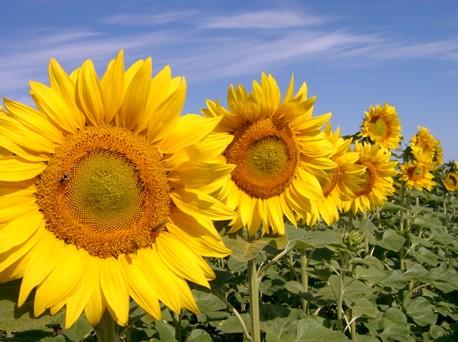 Соняшник Ясон