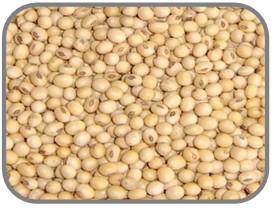 Соя Ізумрудна