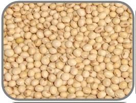 Соя Ювілейна