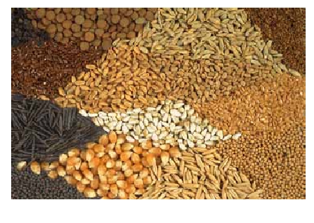 Високоякісне насіння с/г культур