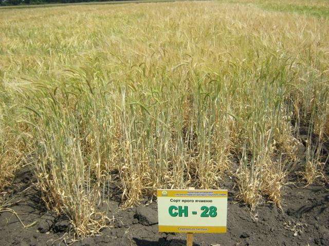 Ячмінь ярий СН-28
