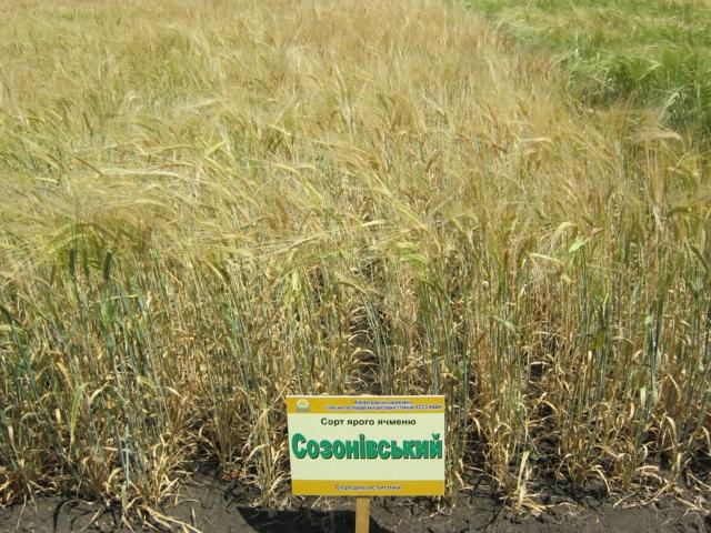 Ячмінь ярий Созонівський