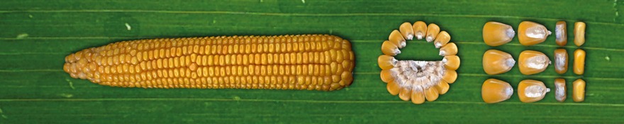 Корона 350 МВ (ФАО 350)