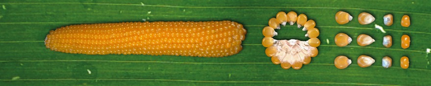 Люкс (ФАО 500)