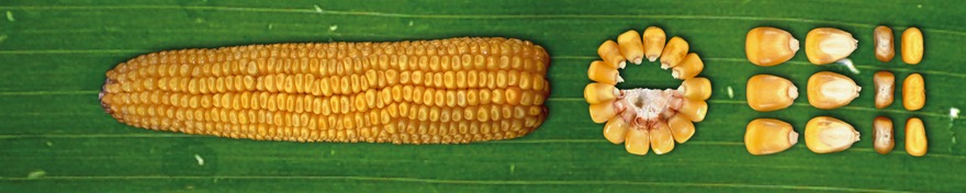 Премія 190 МВ (ФАО 190)