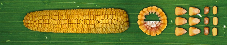 Тон 320 ВС (ФАО 320)