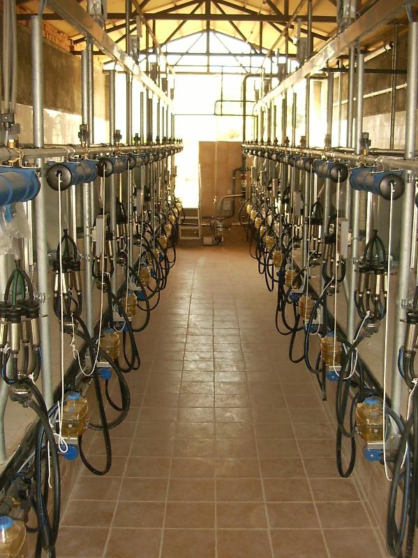 Доїльний зал "Ялинка"