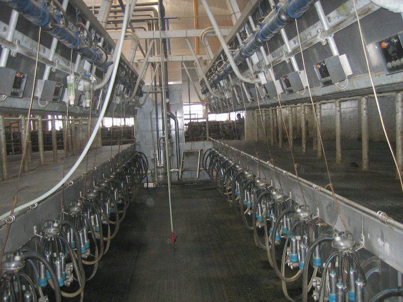 Доїльний зал "Пліч-о-пліч"