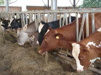 Кормові решітки Ціммерманн