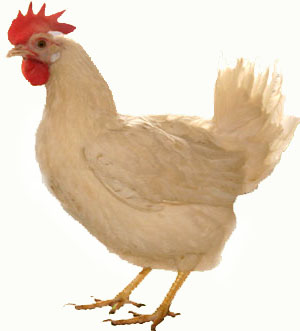 Комбікорм для птиці-бройлера