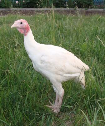 Комбікорм для індичат ПК13-2