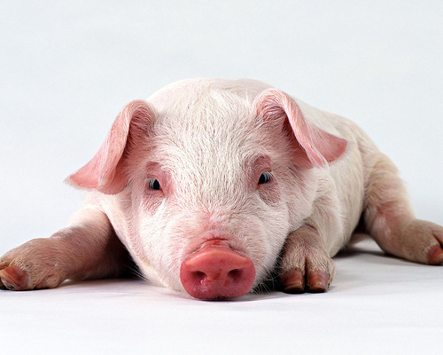 Комбіфід 100 (суперпрестартер)