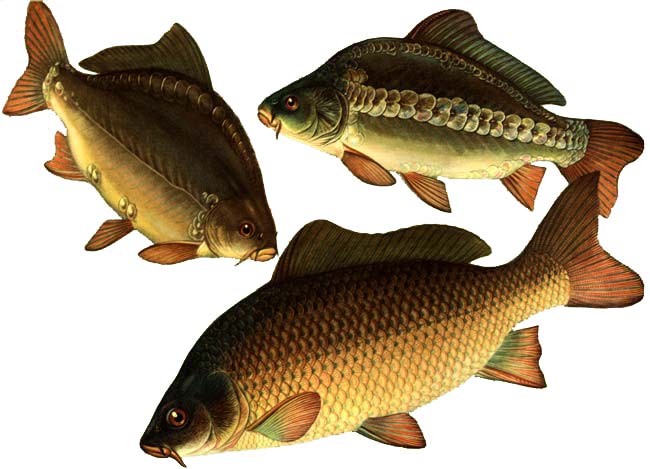 Комбікорм для риби К-110