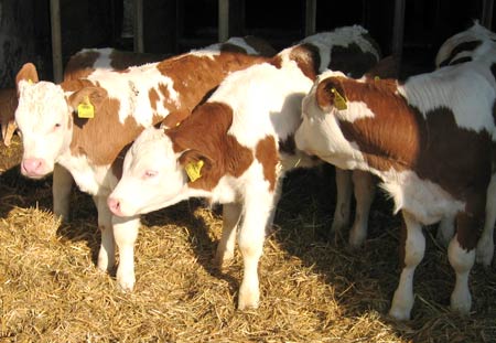 Престартерний комбікорм для телят 100% 10-60 днів