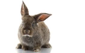 СУПЕРпрестартер ПРЕМІУМ для кроликів