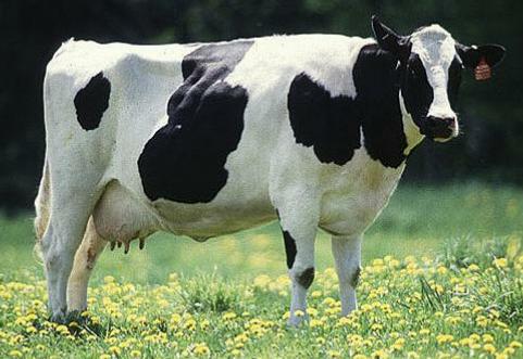 Комбікорм для високоудійних корів