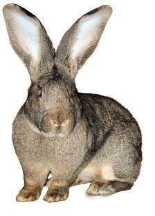 Премікси для кроликів и нутрій 0,75%