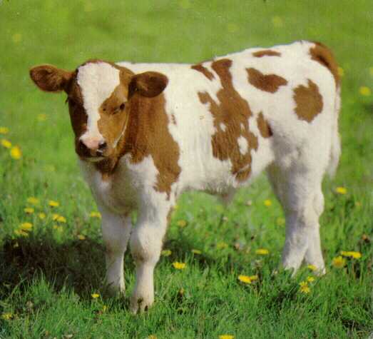 БВМД 20% для телят