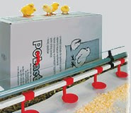 Папір для курчат