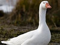 Гусак Данський Легард