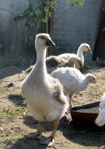 Гусенята італійці білі