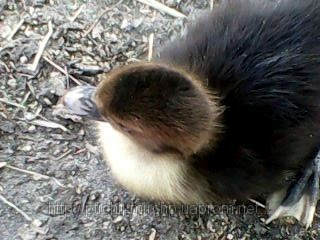 Індокачки-мускус