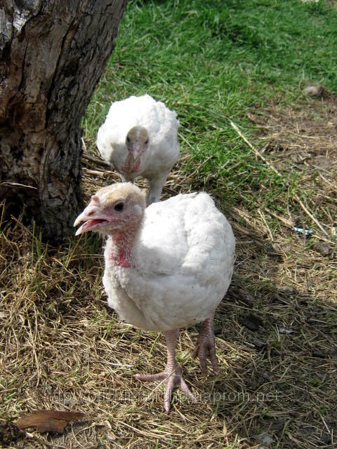Індичата Білі широкогруді