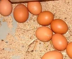 Курячі яйця