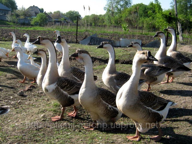 Молоді гуси